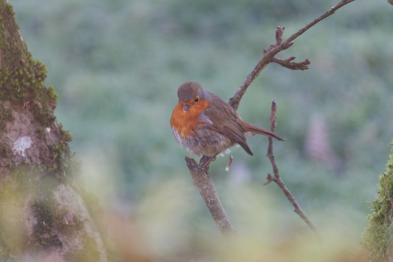 Rouge Gorge, Serge Brodin, Kiosque à Image, Chateau-gontier