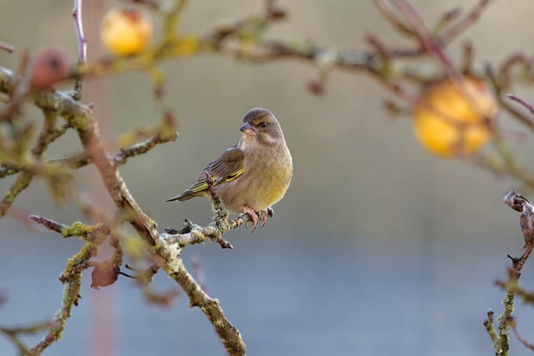 Verdier d'Europe, Serge Brodin, Kiosque à Image, Chateau-gontier
