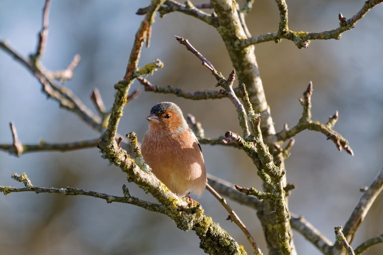 Pinson des arbres mâle, Serge Brodin, Kiosque à Image, Chateau-gontier
