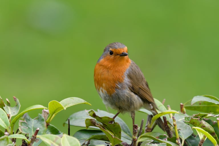 Rouge Gorge, Serge Brodin, Kiosque à Image, Chateau-gontier