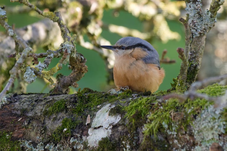 Sittelle torchepot, Serge Brodin, Kiosque à Image, Chateau-gontier