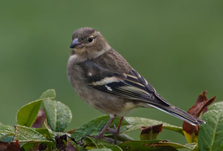 Pinson des arbres femelle, Serge Brodin, Kiosque à Image, Chateau-gontier
