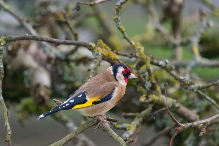 Chardonneret Elégant- Serge Brodin - Kiosque à Image - Chateau-Gontier - Photographie