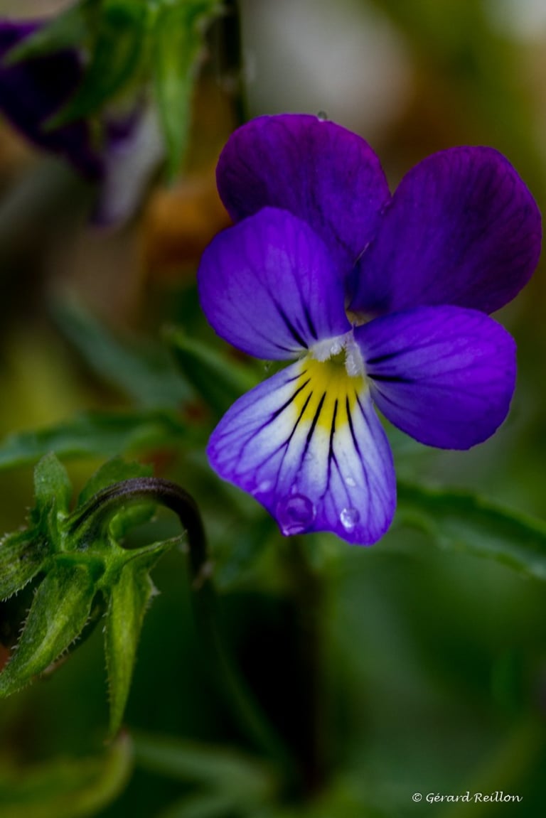 Pensée sauvage, Gérard Reillon, Photographe, Kiosque à Image Chateau-Gontier
