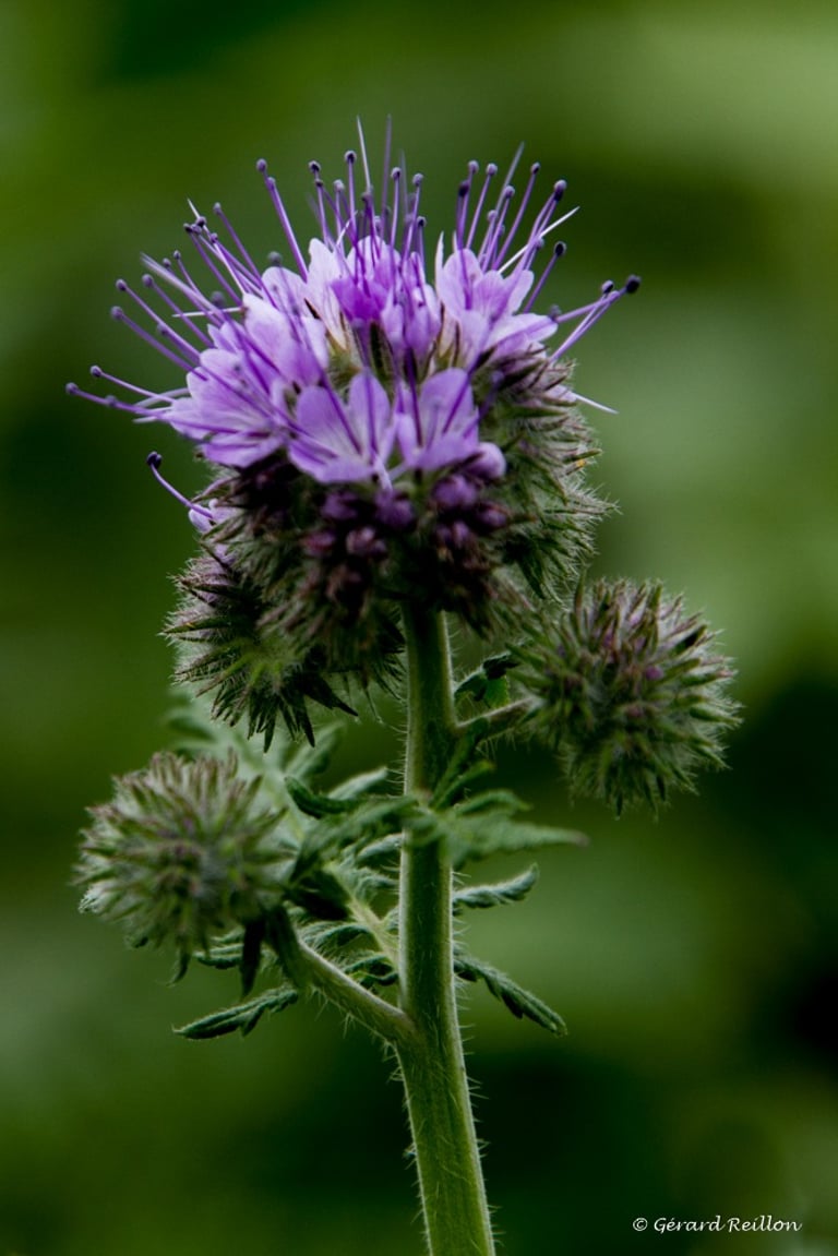 Phacélie, Gérard Reillon, Photographe, Kiosque à Image Chateau-Gontier