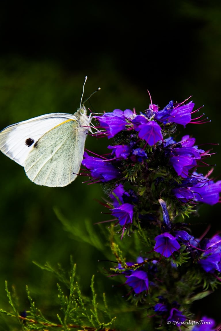 Piéride du chou sur vipérine, Gérard Reillon, Photographe, Kiosque à Image Chateau-Gontier