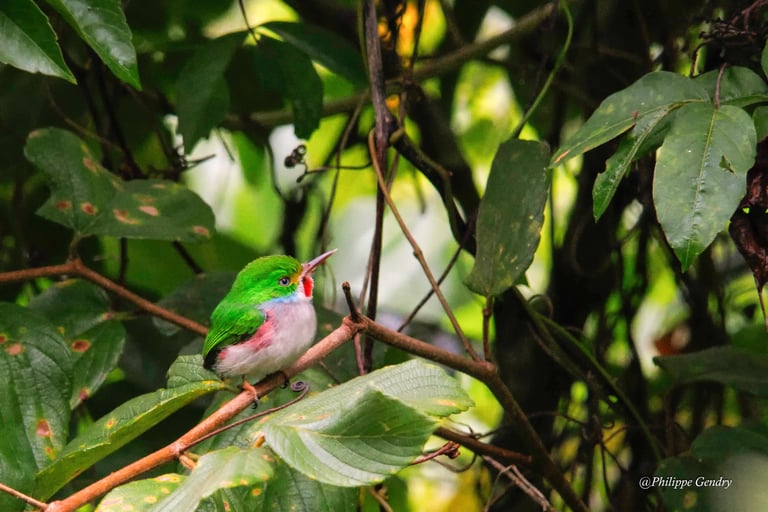 todier-de-cuba-cuba, Philippe Gendry, KIosque à Images, Chateau Gontier