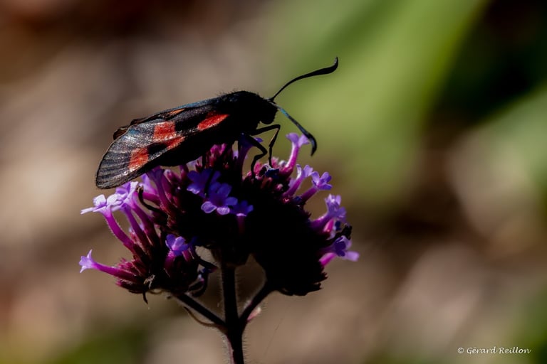 Zygène du Trèfle sur Verveine de Buenos Aires, Gérard Reillon, Photographe, Kiosque à Image Chateau-Gontier