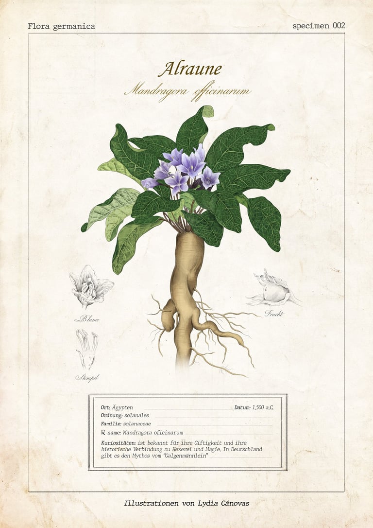 Ilustracion cientifica estilo vintage de mandragora officinarum