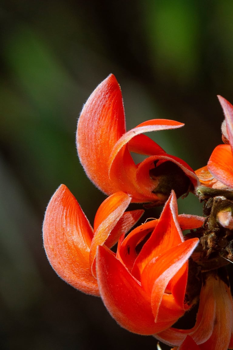 Flame of the forest flower aka Palash tree famous in Central India and West Bengal