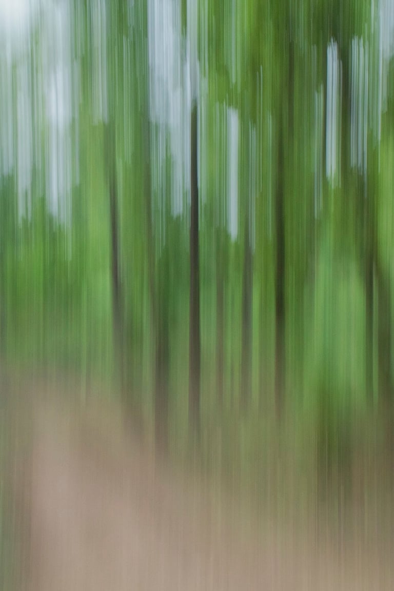 Sal or shorea robusta during peak summer of Central India national park