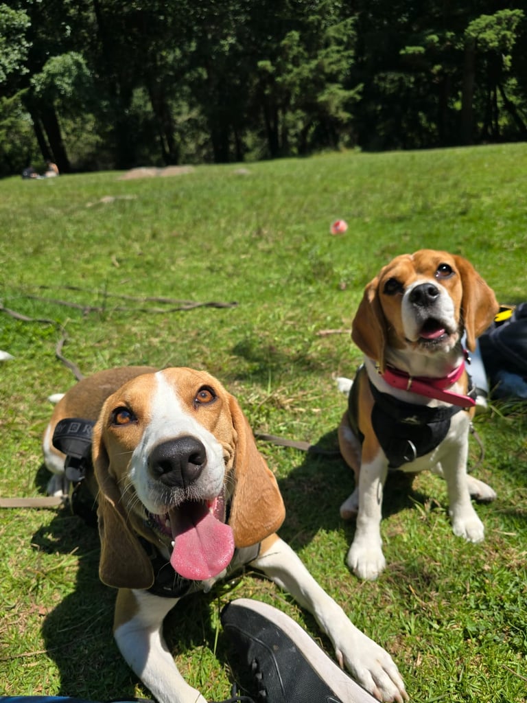 Dos hermosos beagles sonriendo en un jardín