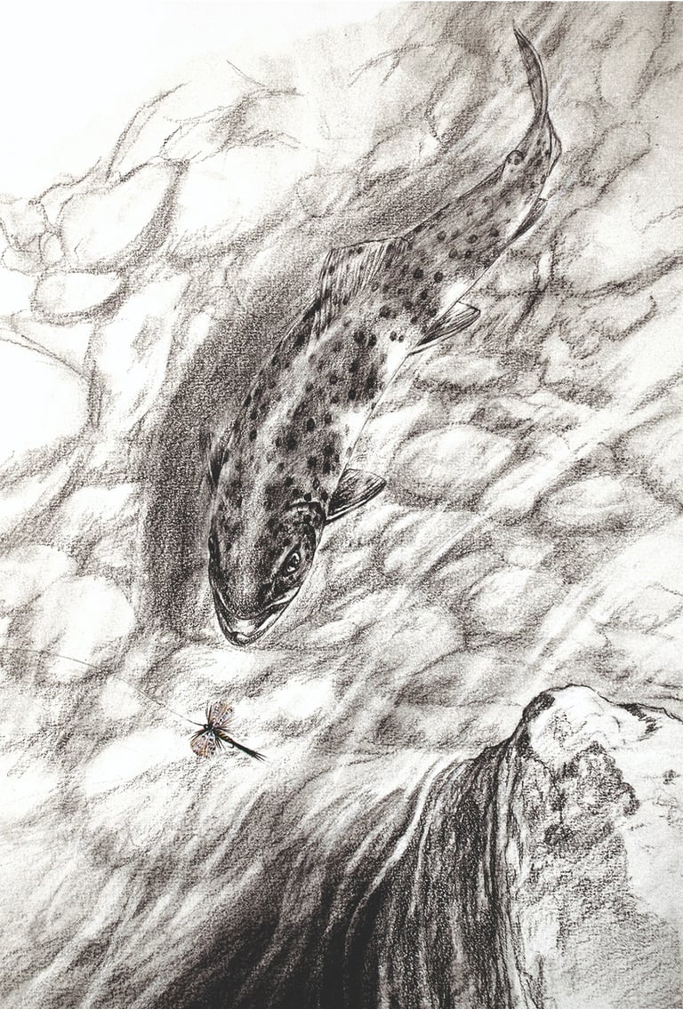 Présentation galerie "Eau". Tableau "Truite et mouche de mai", technique,  Fusain.