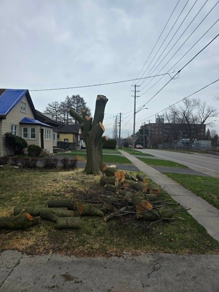 Cut tree trunk and fallen branches along a suburban street”