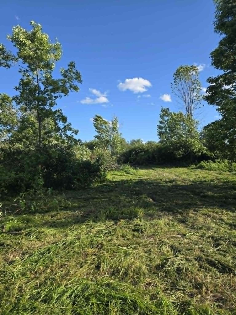 Cleared grassy path after brush and tree clearing