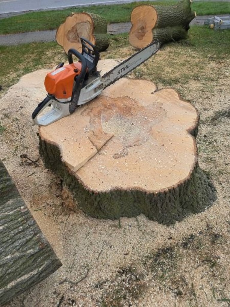 cut tree stump after tree removal service.