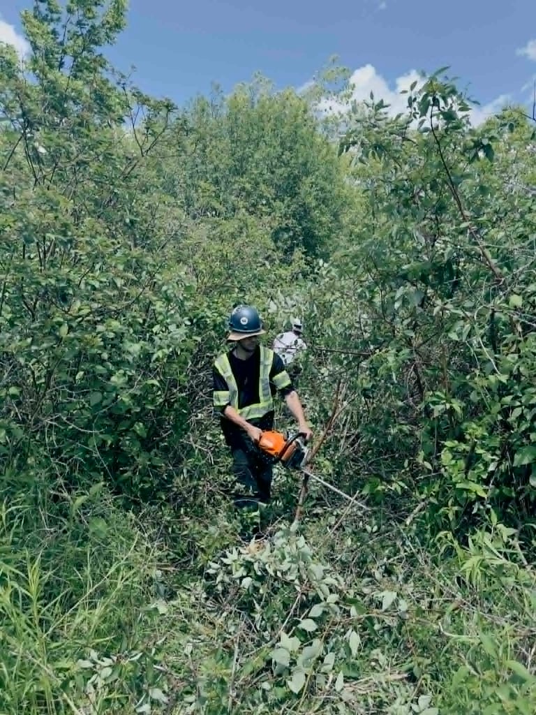Crew member using a chainsaw to clear dense vegetation