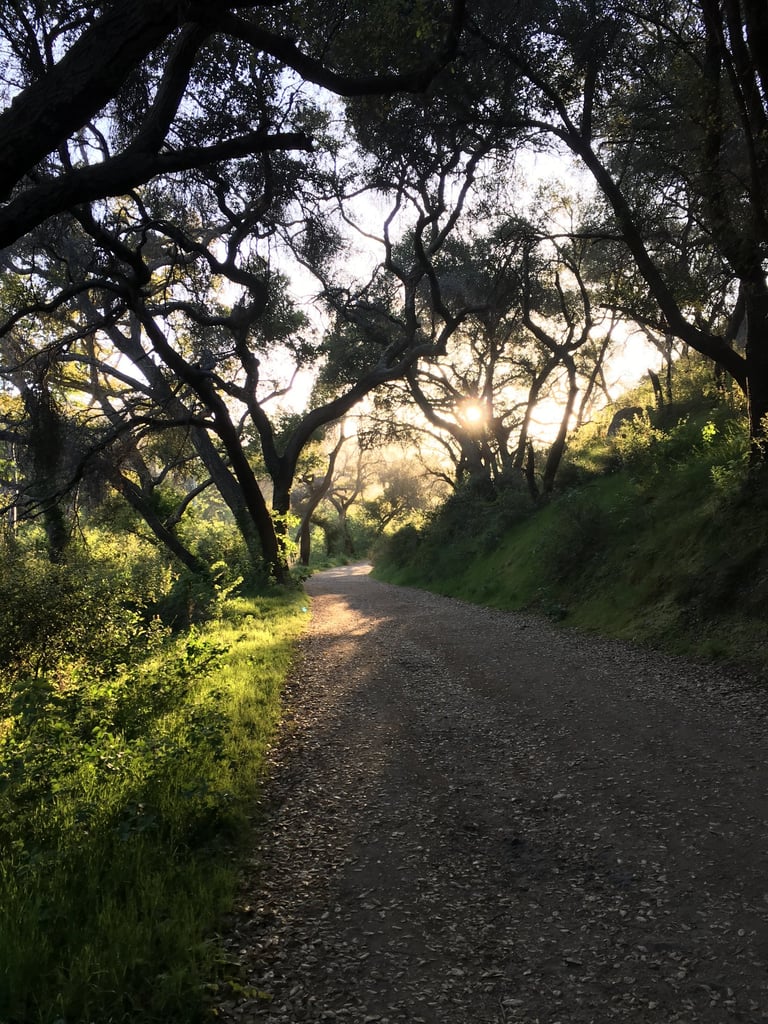 Dirt path through a dark forest with sunlight filtering through the trees.
