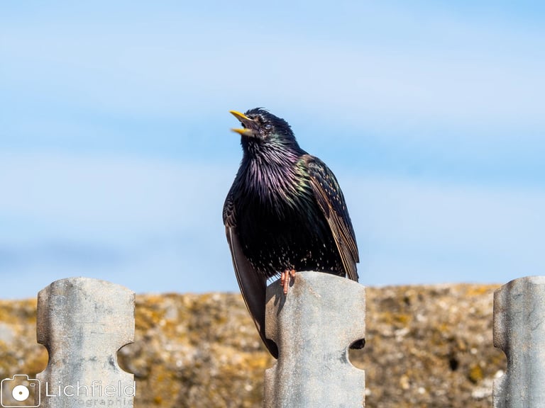 A staring sitting on a metal  fence 
