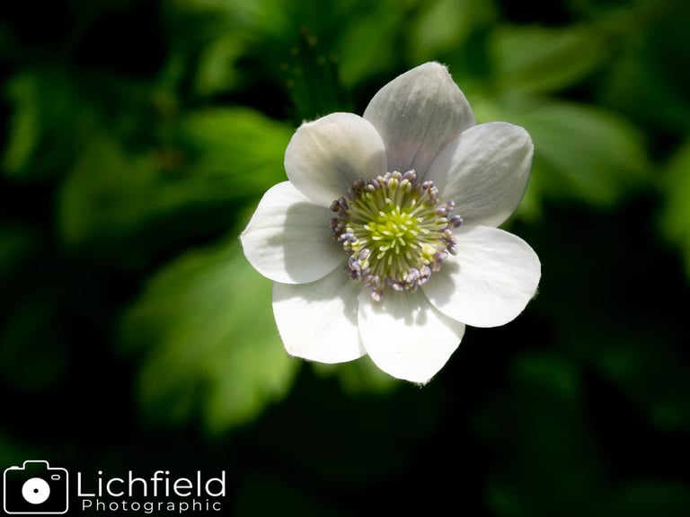 Anemone leveillei