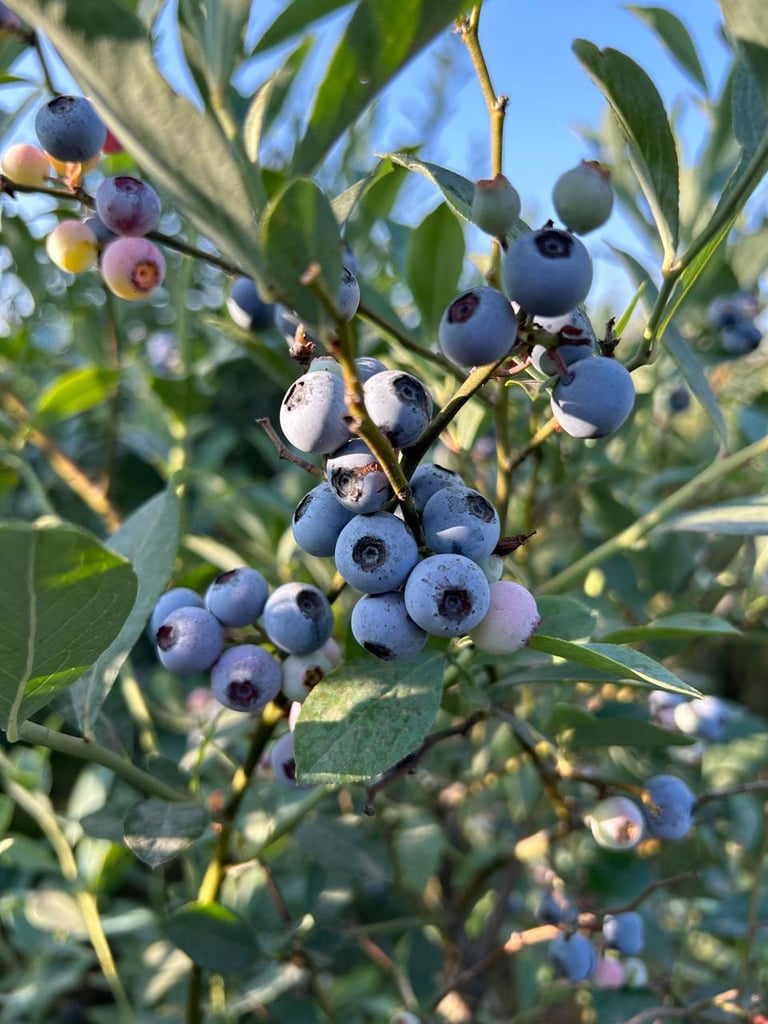 Arándanos frescos y maduros creciendo en un arbusto verde a cielo abierto.