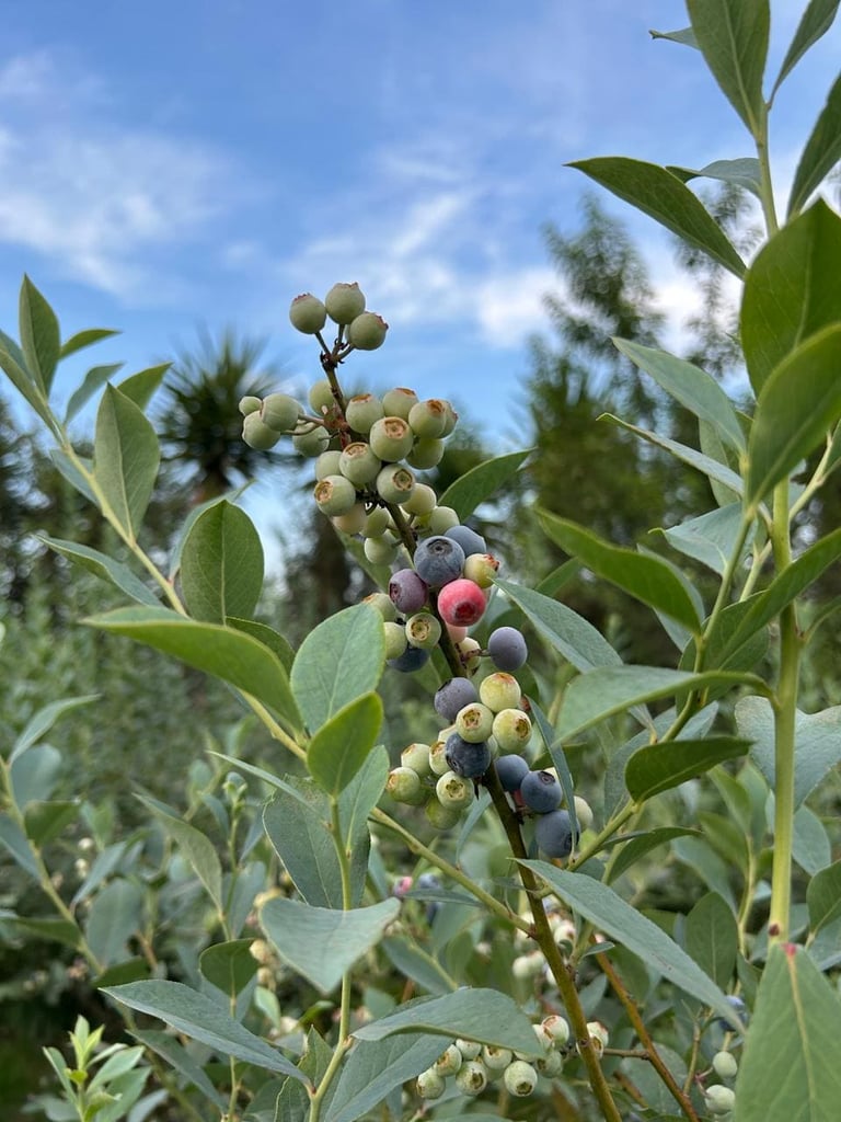 Arándanos orgánicos frescos madurando en un arbusto verde bajo un cielo azul.