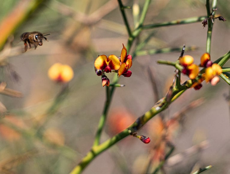 Honey Bee coming in for some pollen