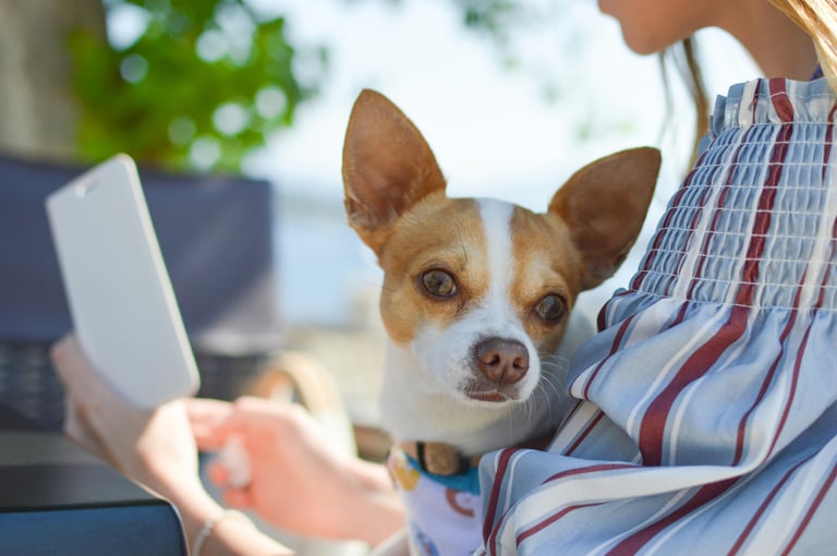 A small brown and white Chihuahua dog sitting outdoors with a woman holding a smartphone.