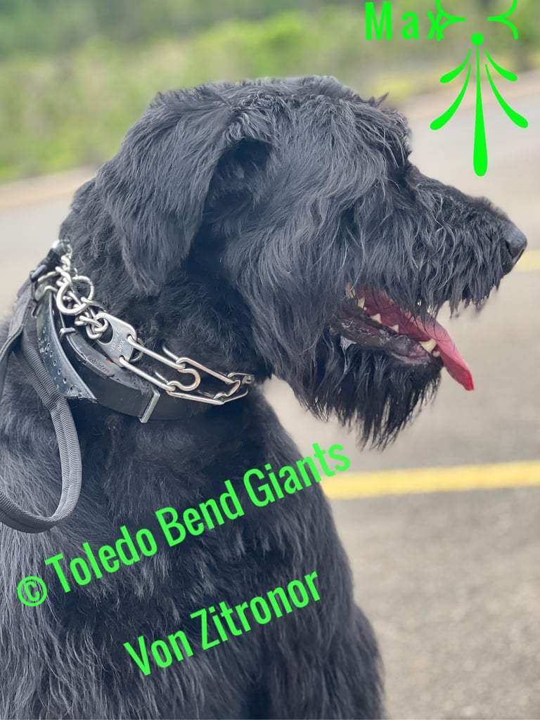 Toledo Bend Giants  logo