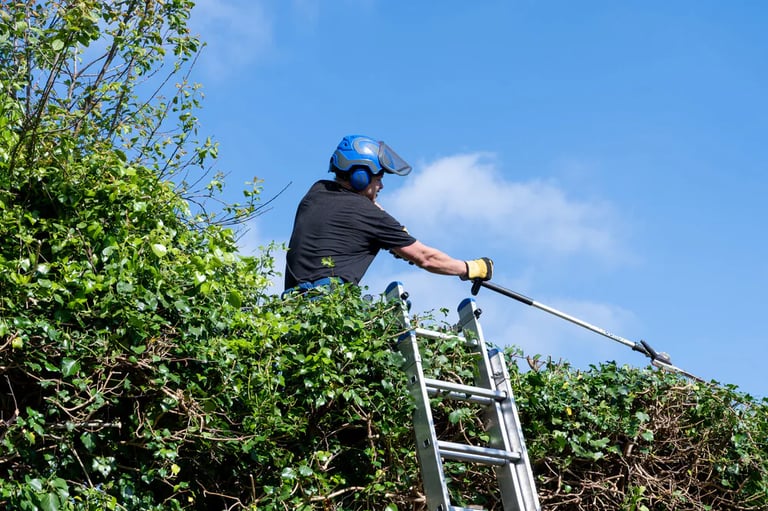 arborist trimming ivy up ladders