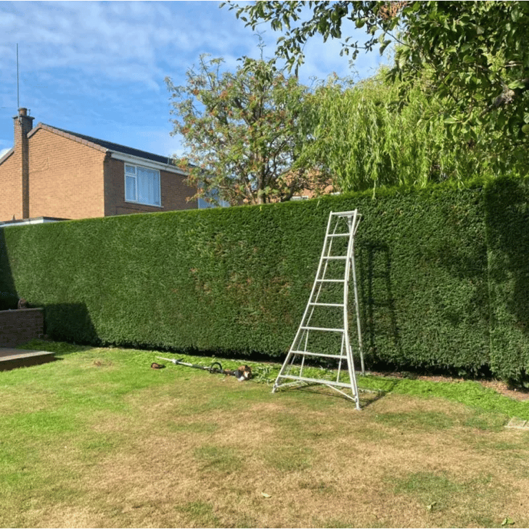 hedge trimming in spennymoor