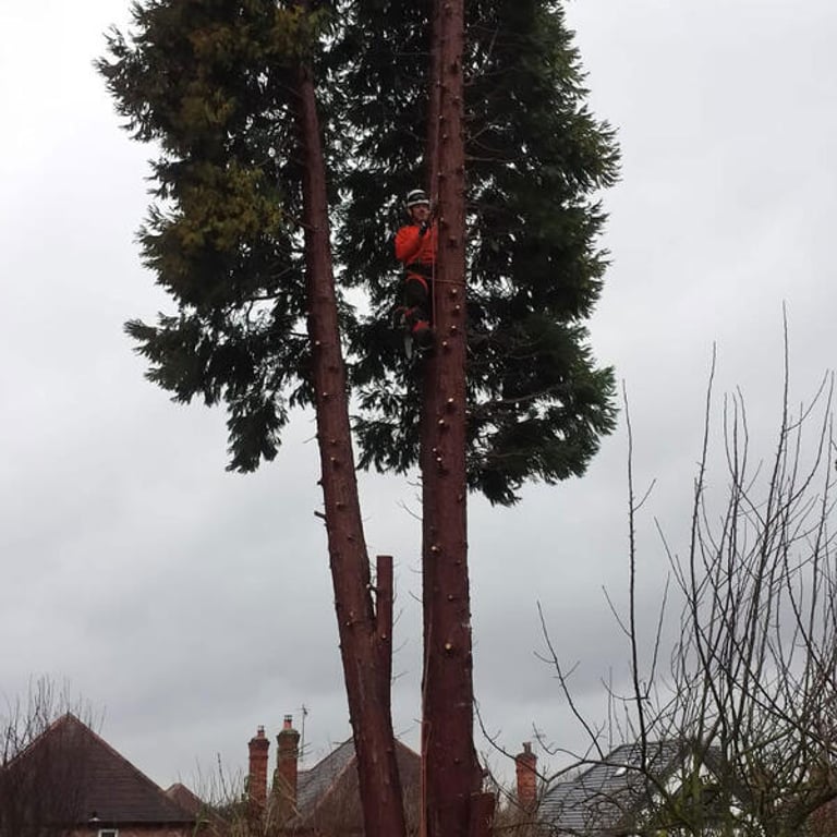 Tree surgeon climbing tall conifer during dismantling and removal.