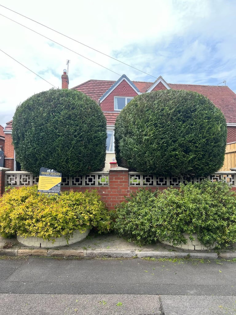 two ball shaped leylandiis trimmed after picture