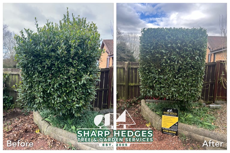 a picture of a laurl hedge for my areas we cover page