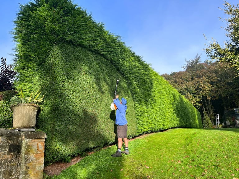 leylandii trim in seaham