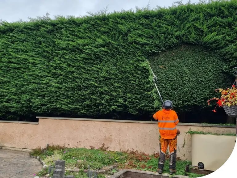 hedge trimming a conifer
