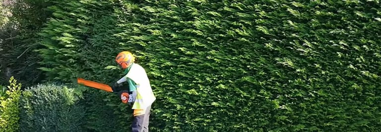 full ppe trimming a conifer hedge