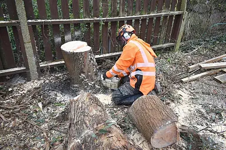 Cutting a stump to ground level