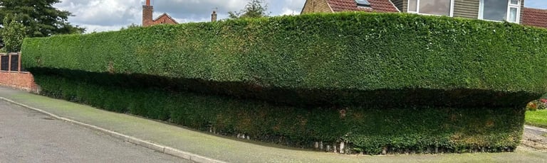 a long leylandii hedge freshly trimmed