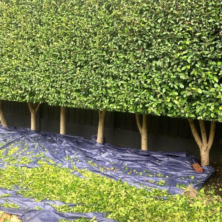 Pleached hedge during a trim
