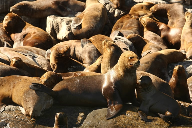Fotografía: Juan Ernesto Jaeger - Imagen de Chile