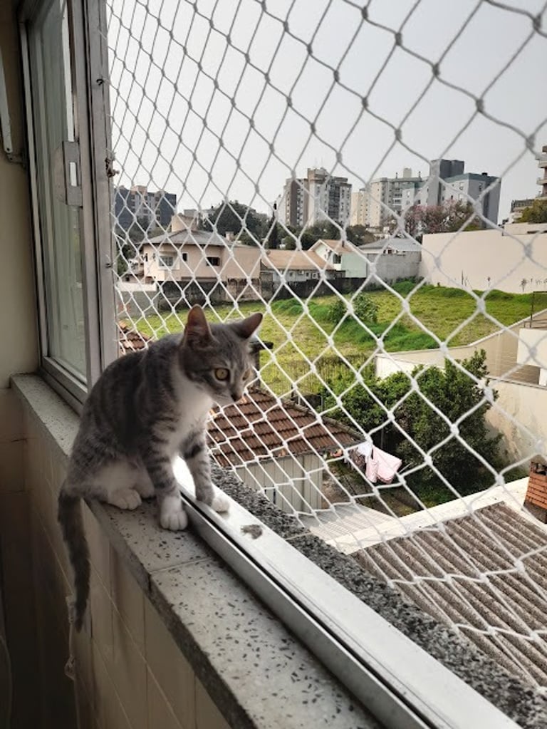 Redes de proteção para gatos.