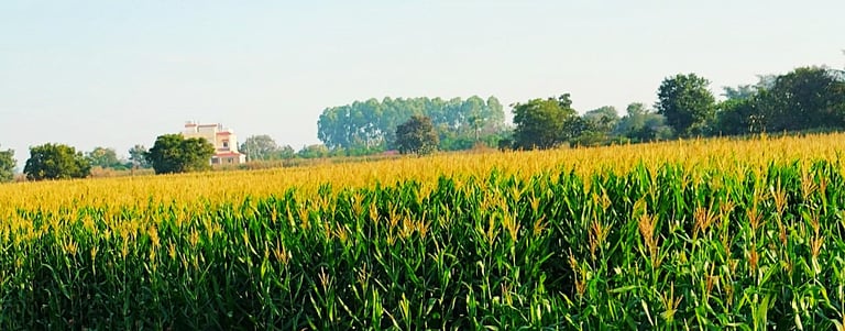 Jowar field at Gorregunta, Warangal, Telangana