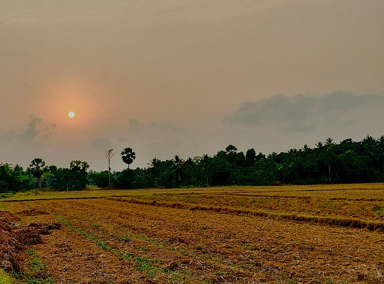 Paddy field just tilled at Thenkanidiyuru, Udupi, Karnataka