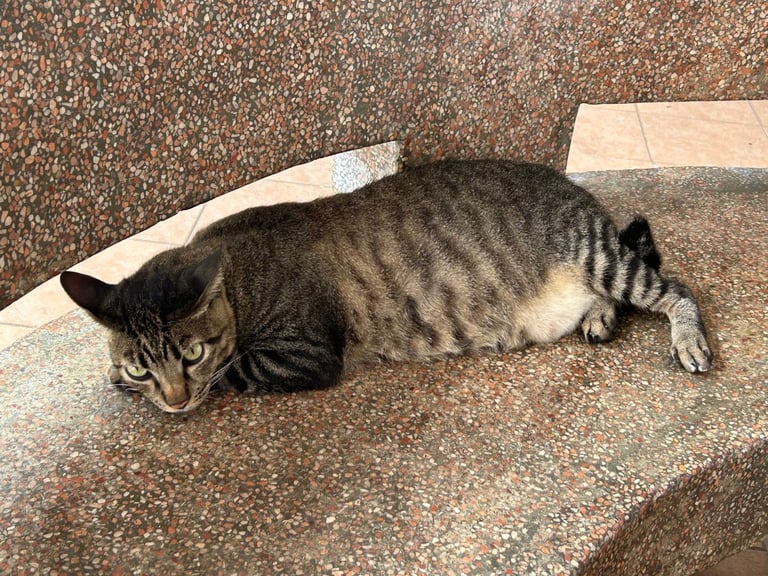 tabby community cat in Singapore