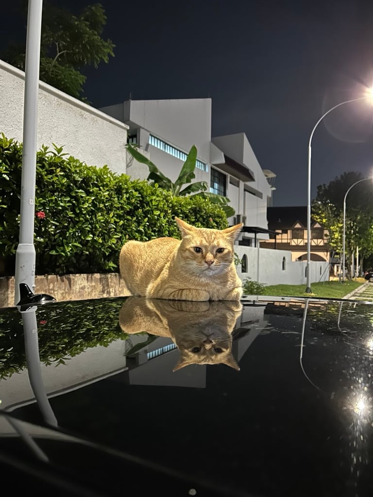 orange community cat, singapore