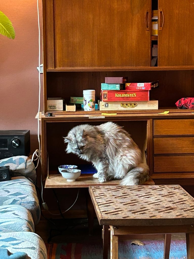 maine coon, rotterdam