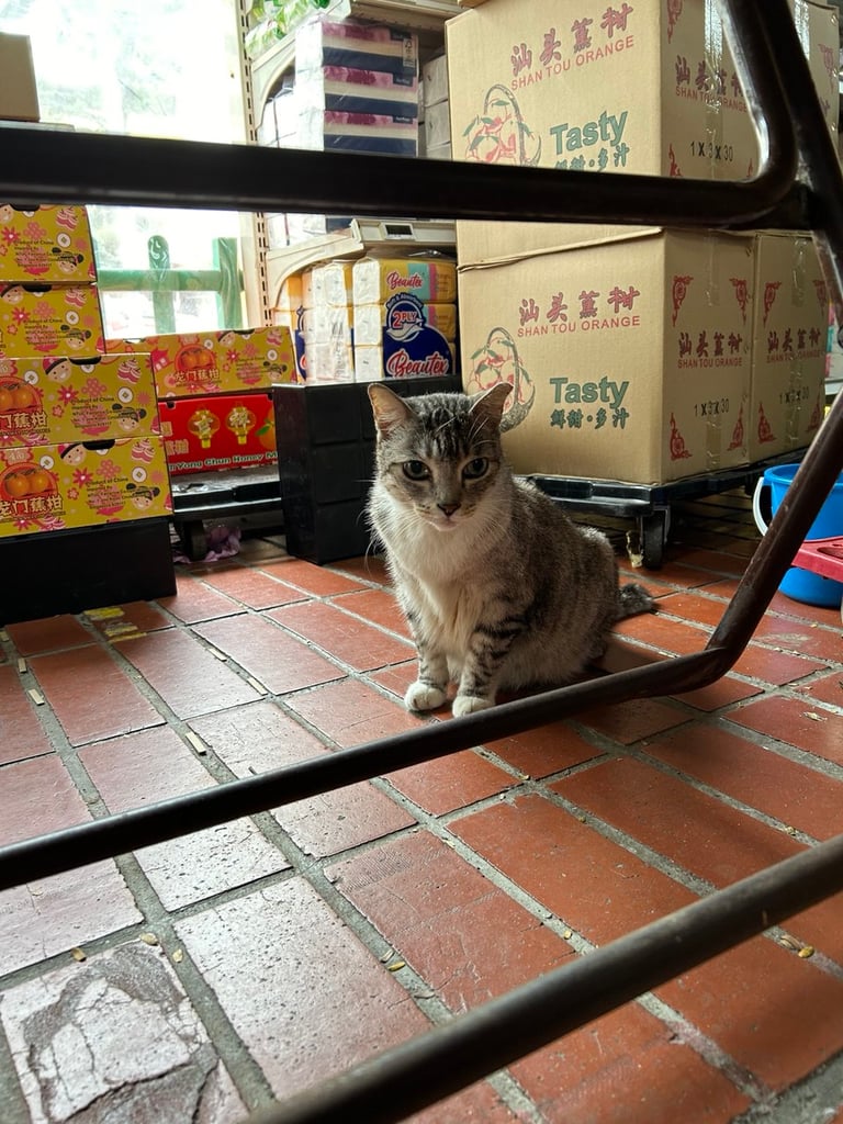 supermarket tabby cat, singapore