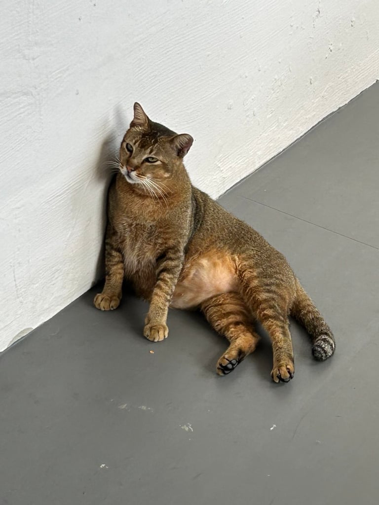 judging tabby, singapore