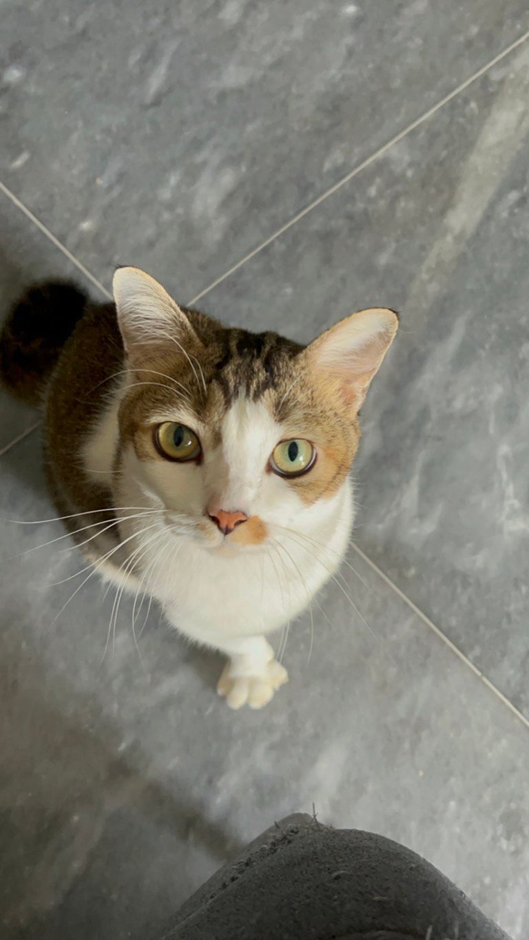 curious cat, singapore